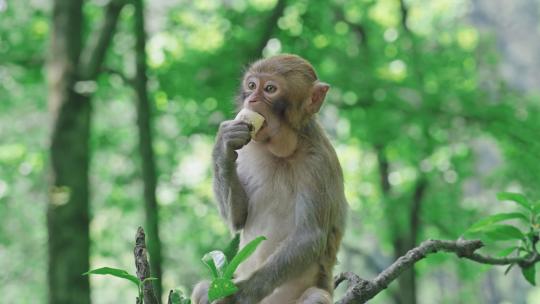 猴子在树上吃香蕉  猴子吃东西