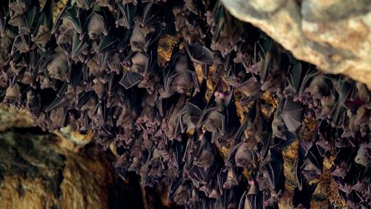 山洞里一群蝙蝠