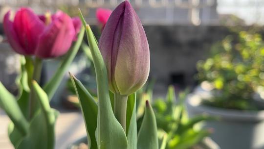 盛开的郁金香花朵花蕾特写