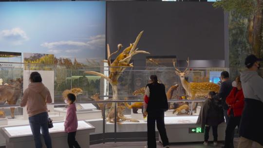 观光游览自然博物馆视频素材模板下载