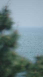 竖屏车窗外海边掠过树荫出现大海 ProRes高清在线视频素材下载