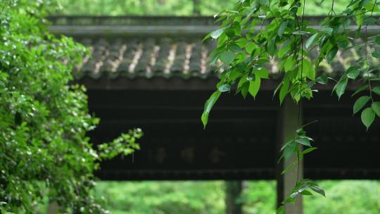 杭州虎跑 下雨天古建筑亭子前的绿色树叶