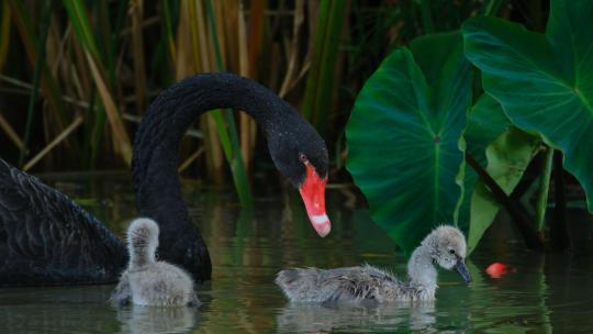 公园 池塘 草丛黑天鹅带宝宝幼崽觅食