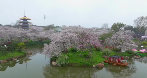 湖北武汉东湖樱花园春季风光