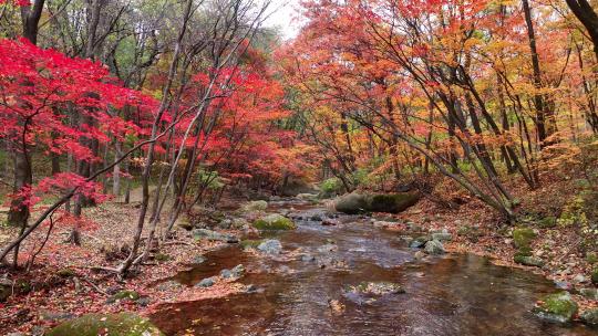 4K超清秋天色彩本溪枫叶自然风光颜色风景视频素材模板下载