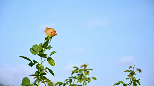 三亚博后村在风中摇曳的玫瑰花田