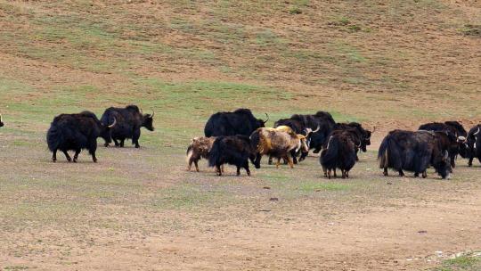 青藏高原 高海拔 牧场 放牧 牦牛群视频素材模板下载