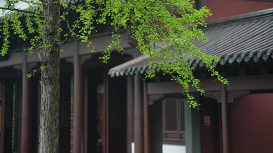 杭州钱王祠春天清明节雨天古建筑自然唯美