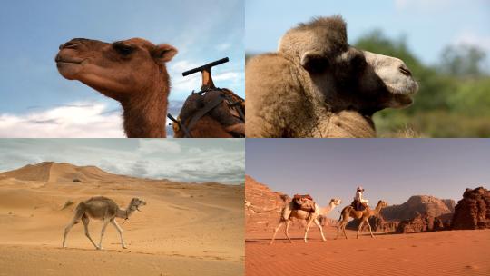 【合集】骆驼特写骑骆驼视频素材模板下载
