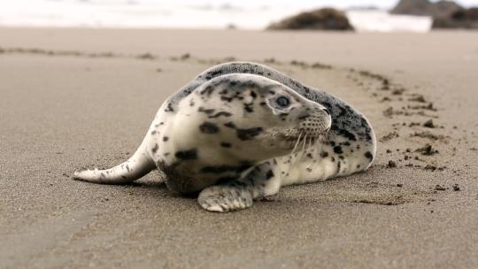 海豹 海底斑海豹