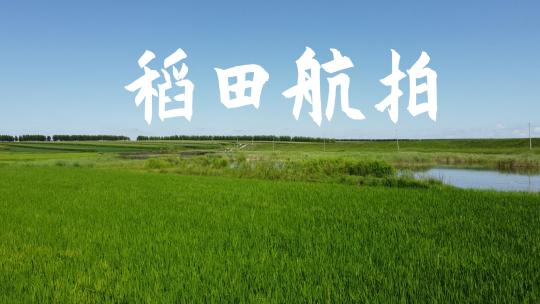 东北稻田湿地