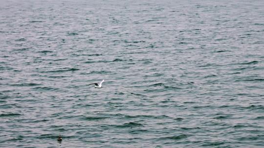 云南大理洱海海鸥升格慢镜头实拍视频