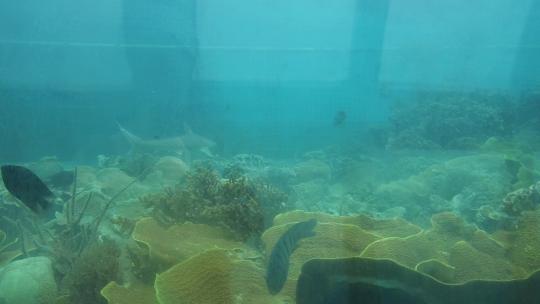 印尼 大海 海岛 鱼群 航拍 709视频素材模板下载