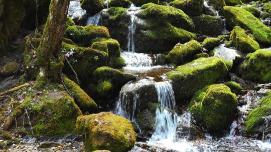 湖北旅游神农架金猴岭青苔溪流溪水