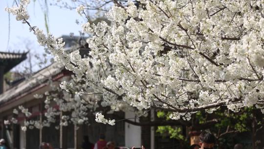 济南五龙潭，春季樱花植物盛开洁白如雪