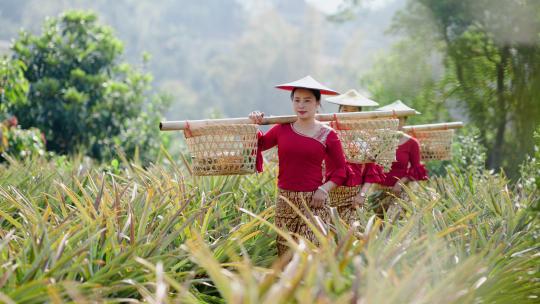 中缅边境傣族美女采菠萝挑菠萝