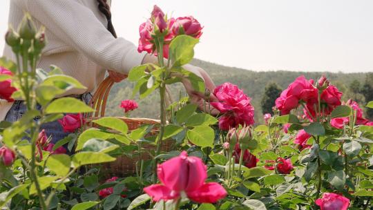 花田里花农采摘丰收的食用玫瑰花视频素材模板下载