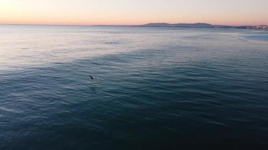 海面唯美日出海鸥飞翔航拍
