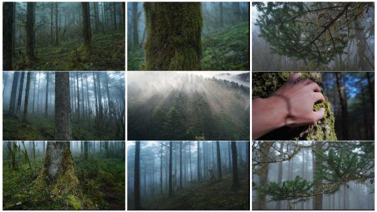 迷雾中的森林