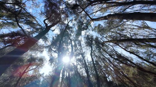 【合集】森林阳光树林风景唯美大自然风光