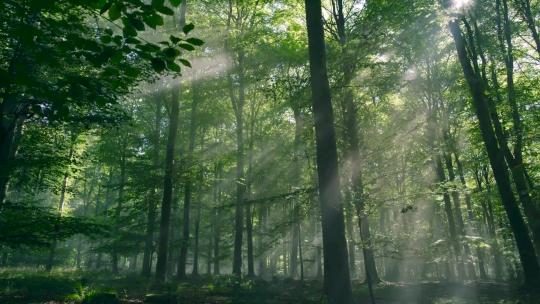 绿色阳光树林天然氧吧清晨逆光实拍视频