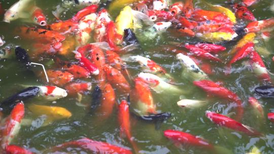 公园池塘喂鱼情侣儿童