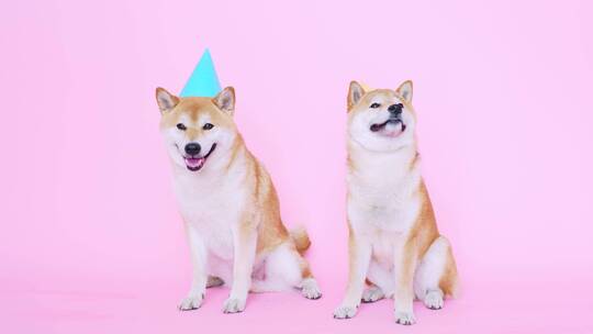 两只可爱的柴犬戴着派对帽子