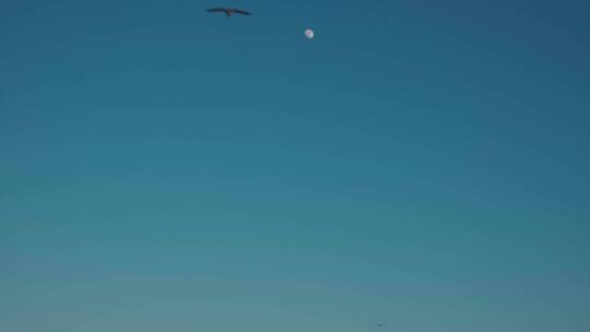 一群群海鸟在蓝天下飞翔