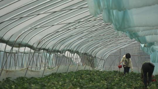 有机农业温室大棚里采摘草莓的人