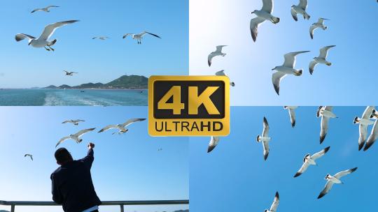4K高帧率海鸥水鸟飞翔海上海岛船上投喂海鸥高清在线视频素材下载