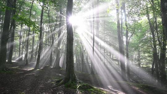 树林 光线 光束 丁达尔光影