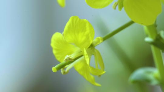 微距拍摄油菜花