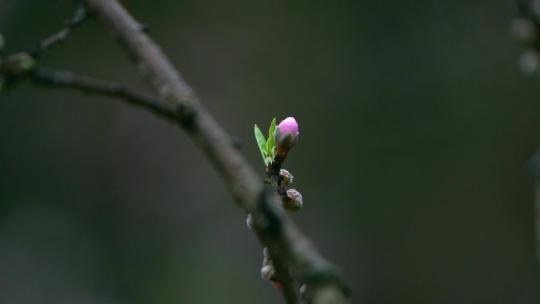 桃花桃花林桃花源