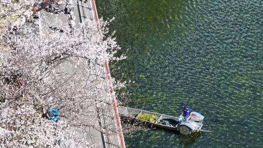 航拍武汉春天樱花季盛开的樱花街景