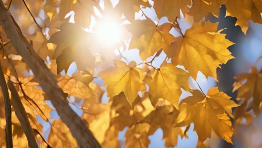 秋天枫树林 红色枫叶 阳光透过树叶 落叶视频素材模板下载