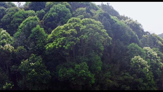 4k青山绿水森林