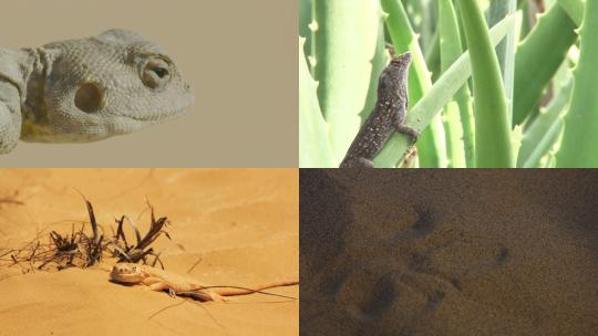 [合集]蜥蜴沙漠草原特写镜头视频素材模板下载