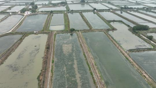 航拍武汉荆州小龙虾养殖基地