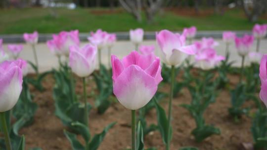 春天公园里盛开的郁金香花海自然风光