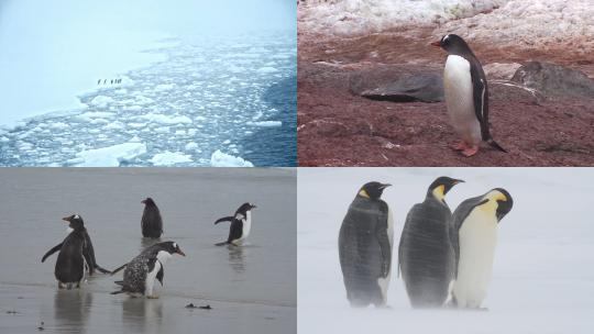 【合集】企鹅 帝企鹅 南极企鹅