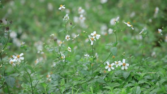 蜜蜂采蜜，鬼针草