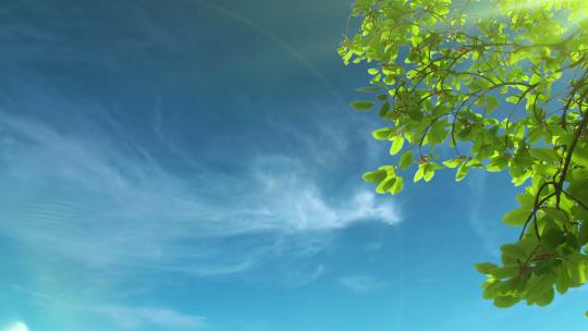 【4k】绿色树叶天空白云背景