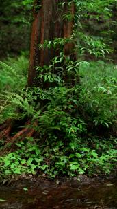 杭州虎跑竖屏从下往上拍摄绿色水杉的树干