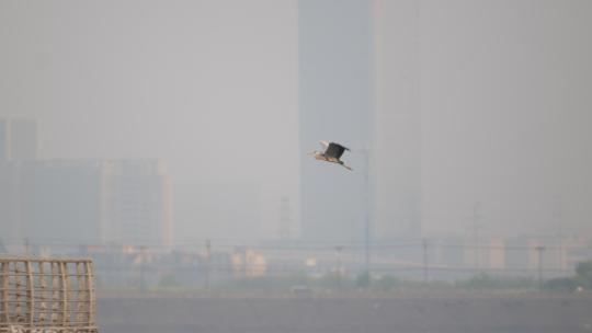 江边鸟白鹭水鸟