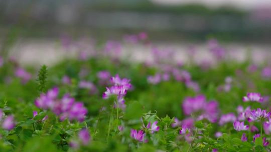 春天田野草地上的紫云英慢动作特写镜头