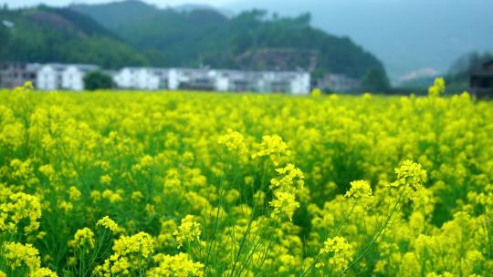 油菜花特写