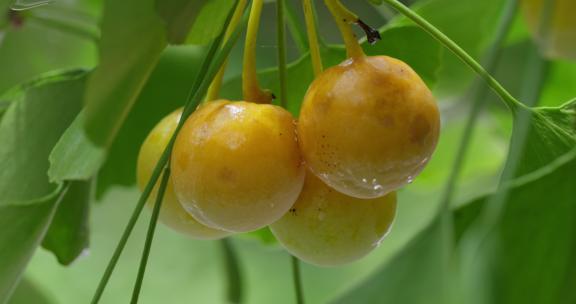 雨中银杏树上的白果