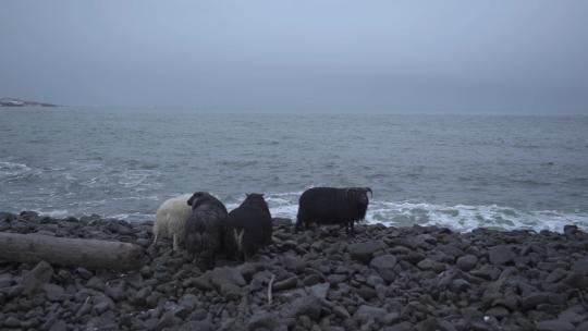 海边岩石海滩上的一群绵羊