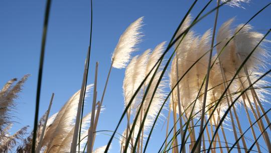 随风飘荡的芦苇、芦苇花