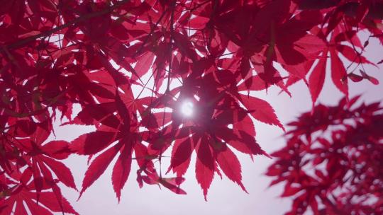 阳光透过树叶枫叶清新阳光夏日